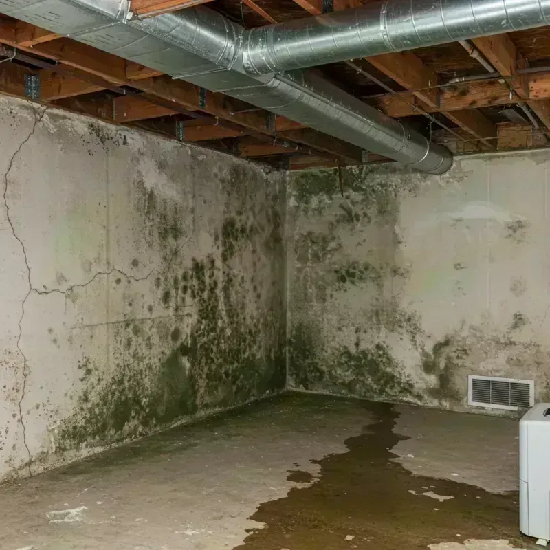 Professional Mold Removal in Brickerville, PA